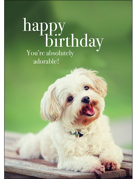 Dog Animal Birthday Card - You're absolutely adorable | Affirmations  Publishing House
