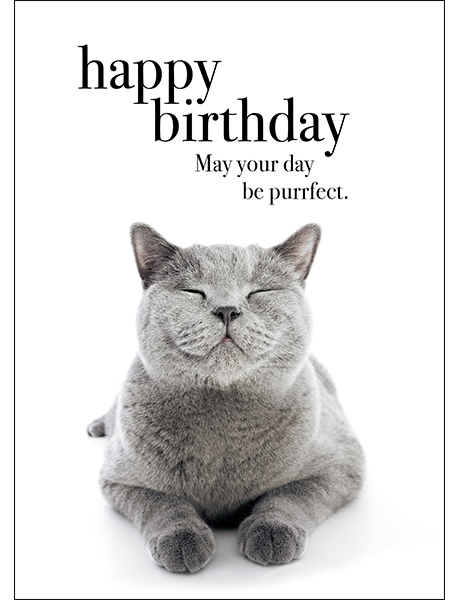 Cat Animal Birthday Card - May your day be purrfect