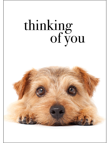 Puppy Animal Thinking Of You Card | Affirmations Publishing House