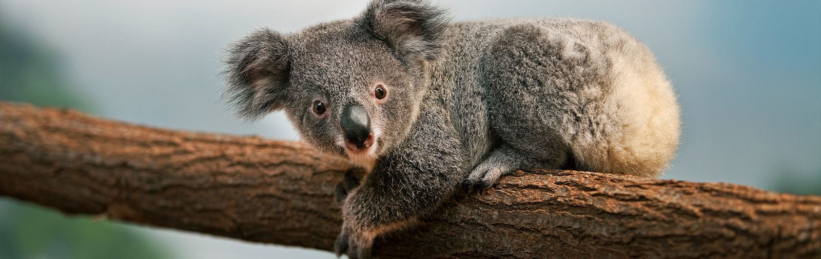 How can we help save the koalas