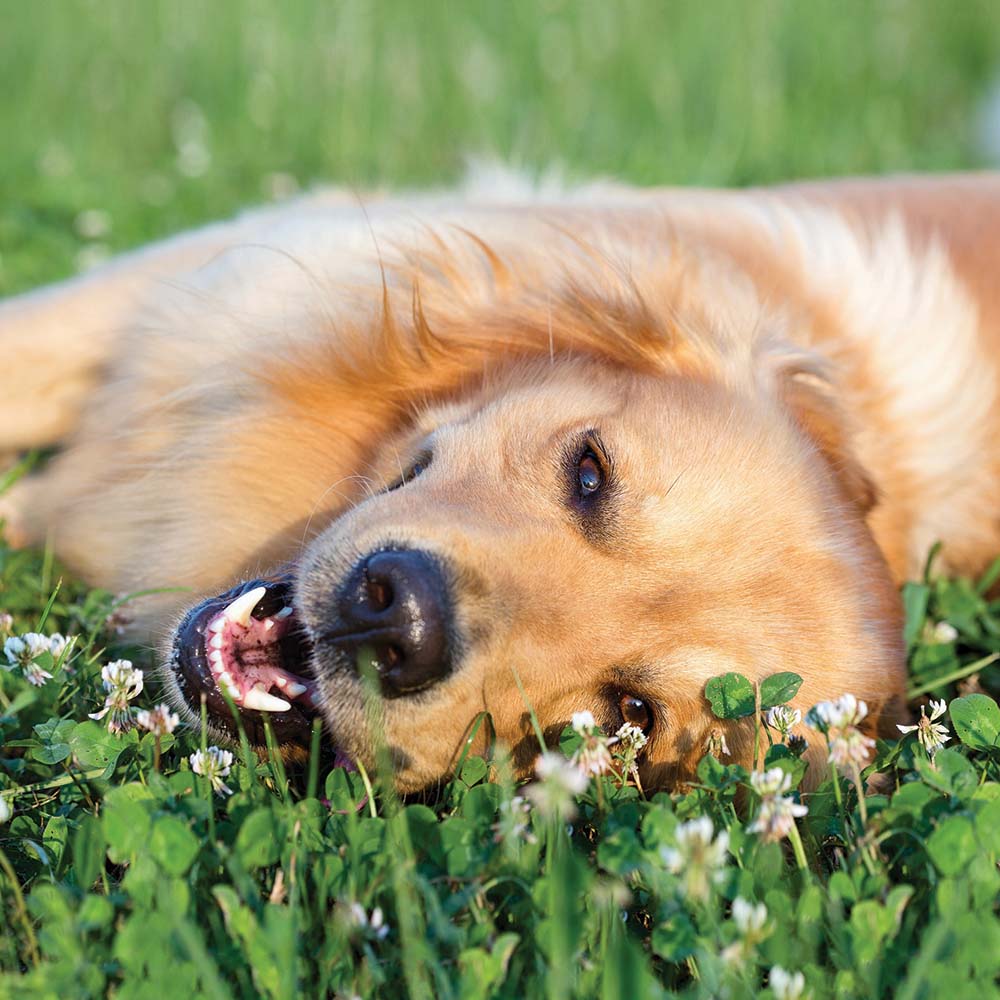 A golden retriever relaxing on its side in green grass and clover