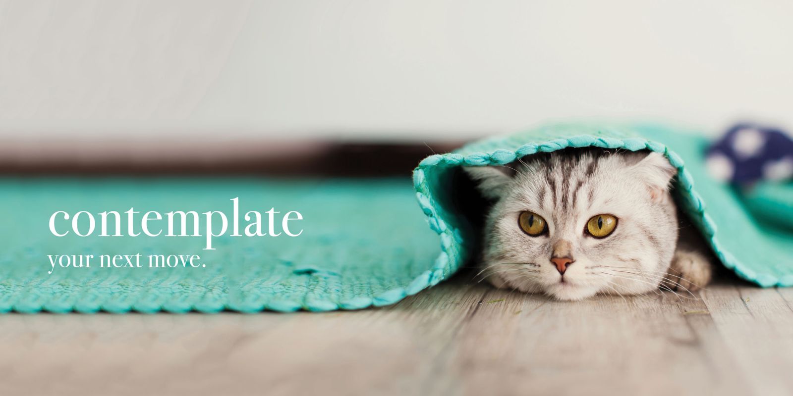 A cat resting beneath a turquoise blanket beside the words contemplate your next move