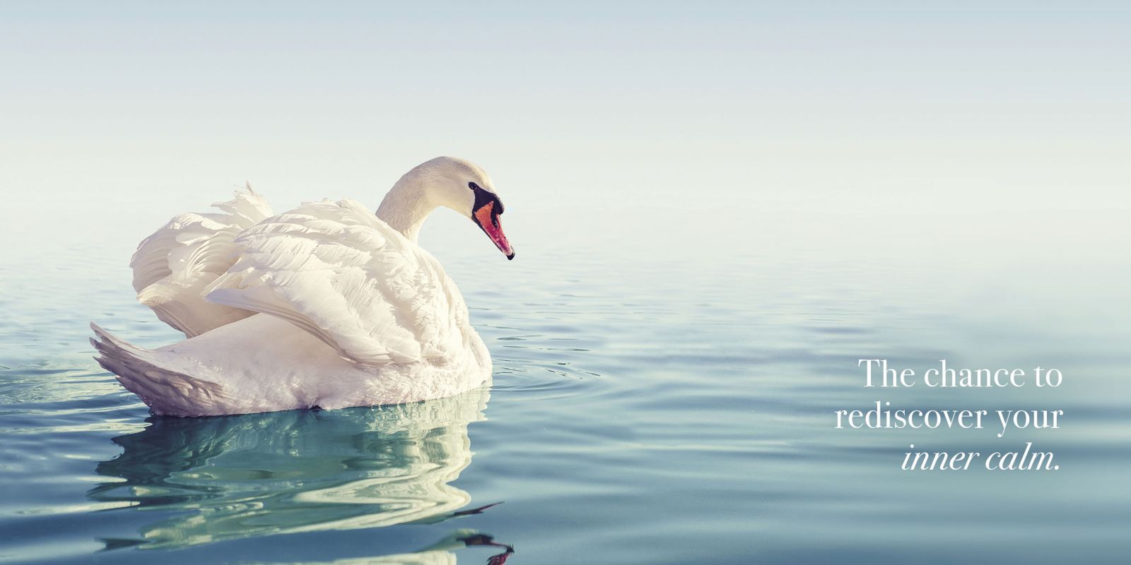 A white swan on still water beside the words The chance to rediscover your inner calm