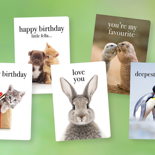 New Animal Cards