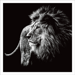 AGCP002 - Lion On Black Background - Photographic Card