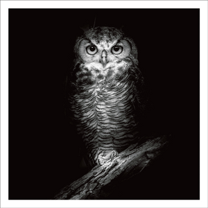 AGCP003 - Owl On Black Background - Photographic Card