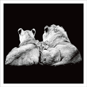 AGCP004 - Lions And Cub On Black Background - Photographic Card