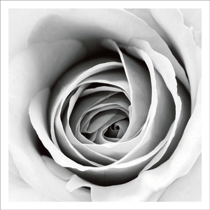 AGCP006 - Close Up White Rose - Photographic Card