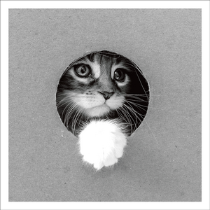 AGCP033 - Cat Looking Through Hole In Cardboard Box - Photographic Card