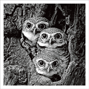 AGCP034 - Three Wide-Eyed Baby Owls In Tree Trunk - Photographic Card