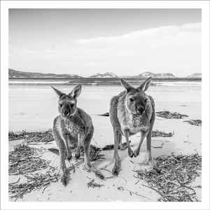 AGCP045 - Two Kangaroos On The Beach - Photographic Card