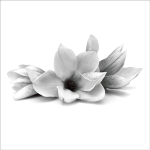 AGCP059 - Magnolia Flowers On White Background - Photographic Card