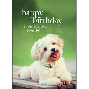 M02 - Happy Birthday - Animal greeting card