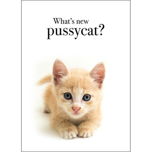 M108 - What's New Pussycat? - Animal Greeting Card