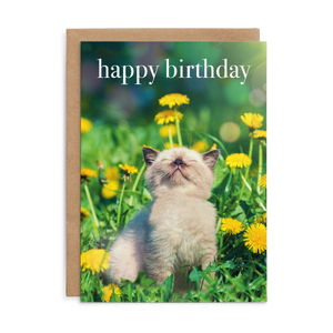 M148 - Happy BIrthday - Kitten Birthday Card