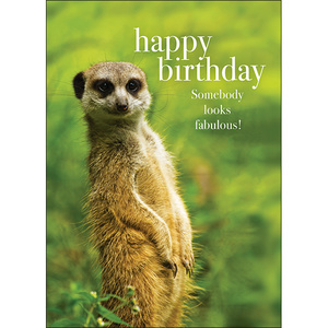 M42 - Happy birthday - Animal greeting card