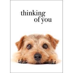 M048 - Thinking Of You - Animal Greeting Card