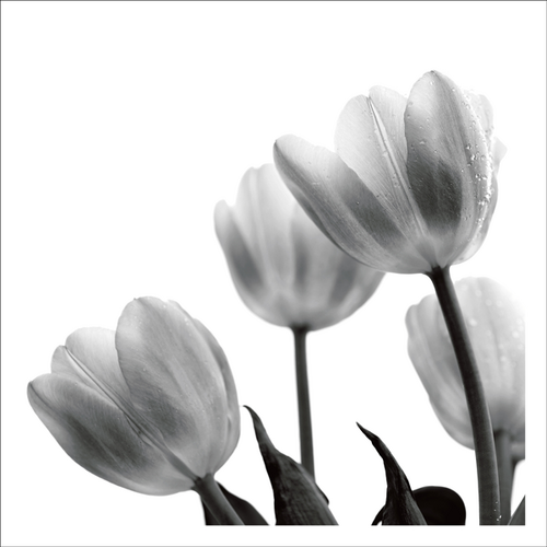 AGCP005 - Four Tulips On White Background - Photographic Card