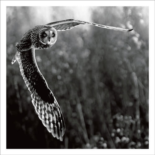 AGCP049 - Owl In Flight With Trees In The Background - Photographic Card
