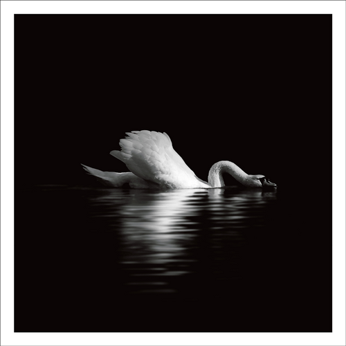 AGCP054 - White Swan Swimming In A Dark Lake - Photographic Card