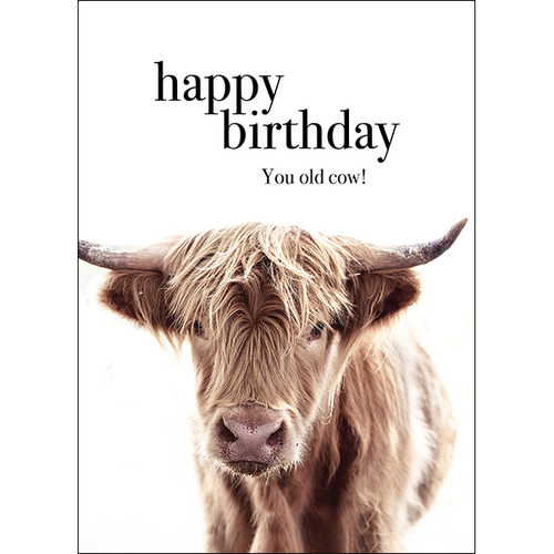 Cow Animal Birthday Card - Happy Birthday You old cow!