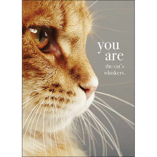 M119 - You Are The Cat's Whiskers - Animal Greeting Card