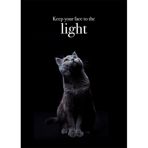 M126 - Keep Your Face To The Light - Animal Greeting Card