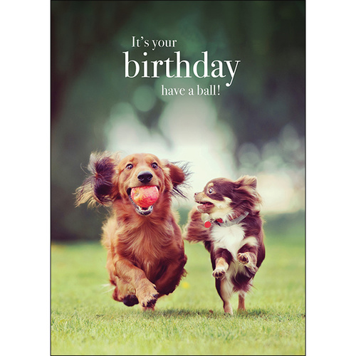 Dogs Animal Birthday Card - It's your birthday | Affirmations Publishing House Dogs Animal Birthday Card - It's your birthday | Affirmations Publishing House