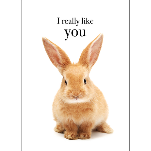 M139 - I Really Like You - Rabbit Greeting Card