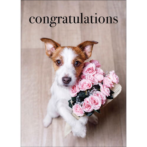 M144 - Congratulations - Dog Greeting Card