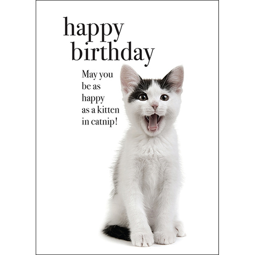 M68 - Kitten in catnip - Animal greeting card