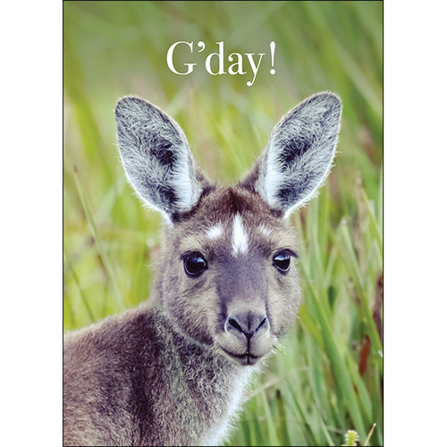 Kangaroo Thinking of You Card - G'day! How's it going? | Affirmations Publishing House Kangaroo Thinking of You Card - G'day! How's it going? | Affirmations Publishing House