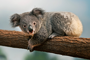 How can we help save the koalas?